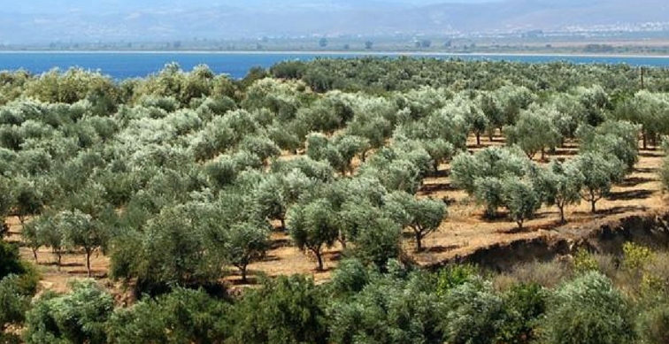 Zeytinliklerin içinde oksijeni bol bir tatil mi arıyorsunuz? Buraya tatile diye gelen yerleşiyor! İşte Kaz Dağları'nın incisi;