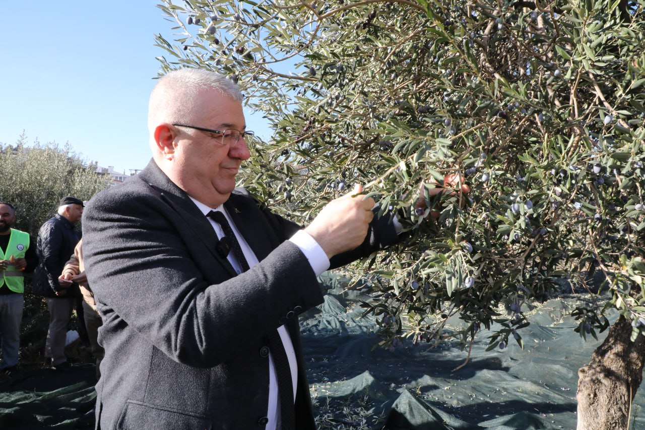 Edremit'te zeytin hasadı devam ediyor! ''Tek bir zeytin tanesi heba olmayacak''