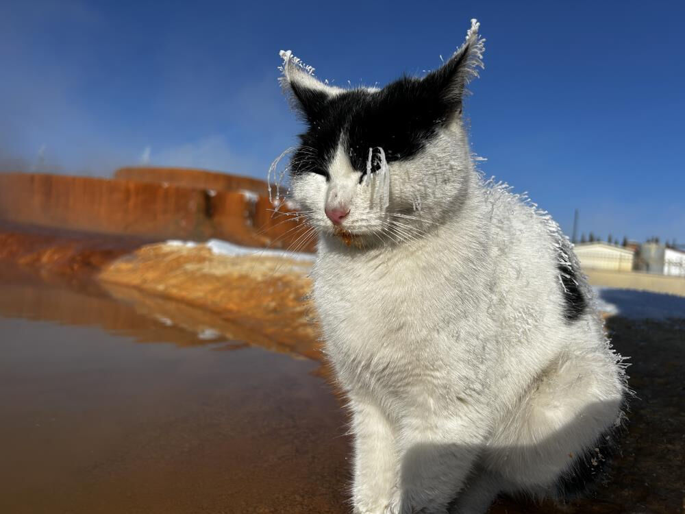 Termal suyun kenarında ısınmaya çalışan kedi yaşamını yitirdi!