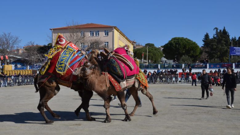 Gömeç’te geleneksel coşku: Karaağaç Folklorik Deve Gösterisi 15. kez düzenleniyor!