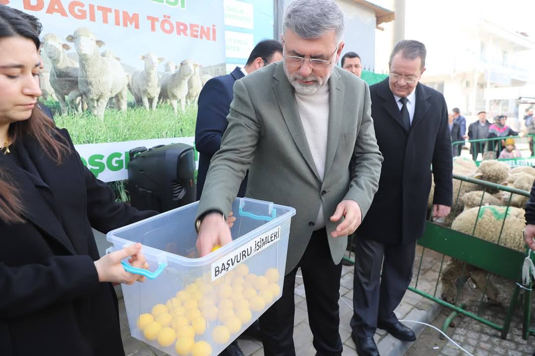 Kepsut Belediyesi’nden Hayvancılığa Destek: Damızlık Koç Hibe Programı Sürüyor