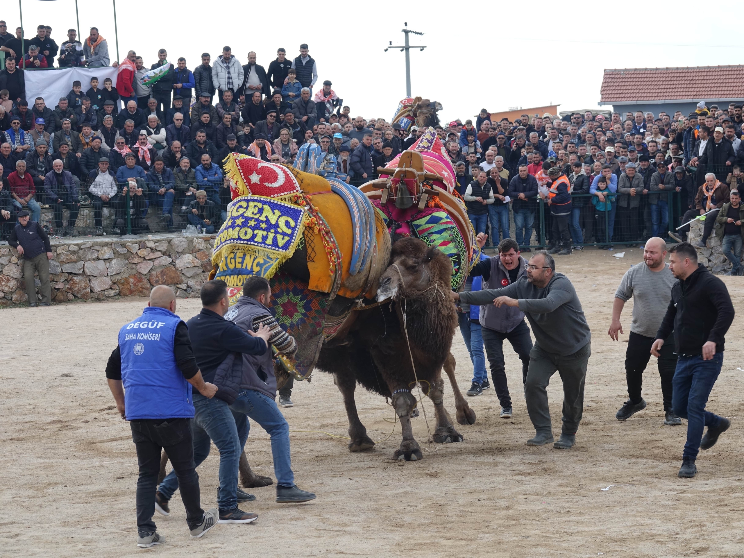 Balıkesir'de "Geleneksel Seyit Onbaşı Deve Güreşleri" yapıldı