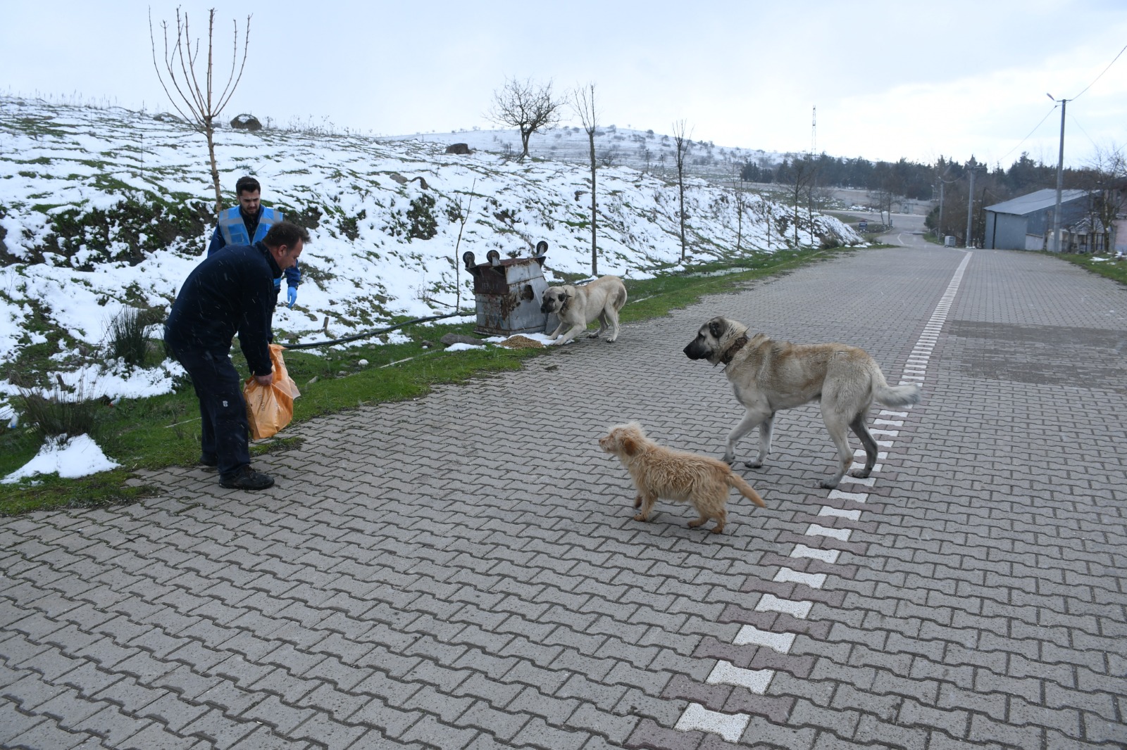 Balıkesir'de soğuk havada sokaktaki canlar unutulmadı!