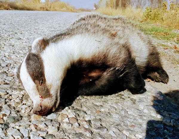 Nesilleri tükeniyor! Erdek sahilinde ölü porsuklar bulundu!