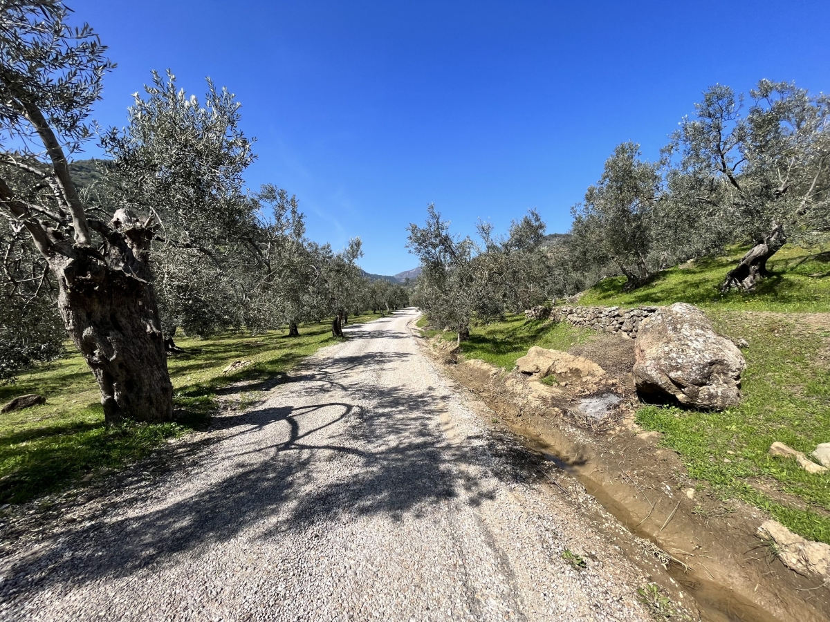 Buraya giden dönmek istemiyor! Zeytin ağaçları arasında sakin ve huzur dolu bir tatil arayanlara... Kazdağları, Nusratlı Köyü: