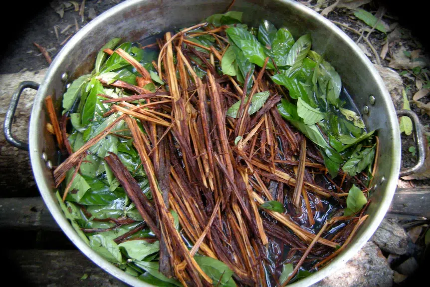 Ayahuasca Nedir? Kullanımı Yasak mı? Astral Seyahat İçin Mi Kullanılıyor?