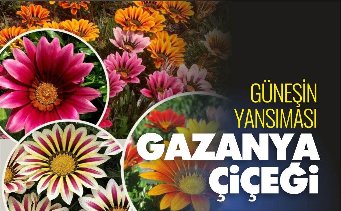 gazanya-çiçeği