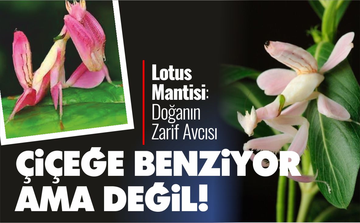 lotus-mantisi-doğanın-zarif-avcısı