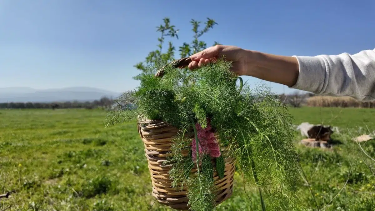 Gastronomi Tutkunları Bu Festivalde Buluşuyor! Urla Mart Dokuzu Ot Bayramı Başlıyor! İşte Festival Programı: